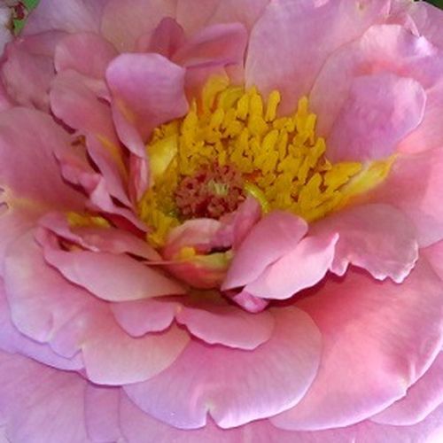 Rózsaszín - Rózsa - Mamiethalène - Online rózsa vásárlás